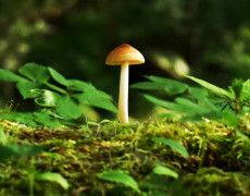 Mushroom in field